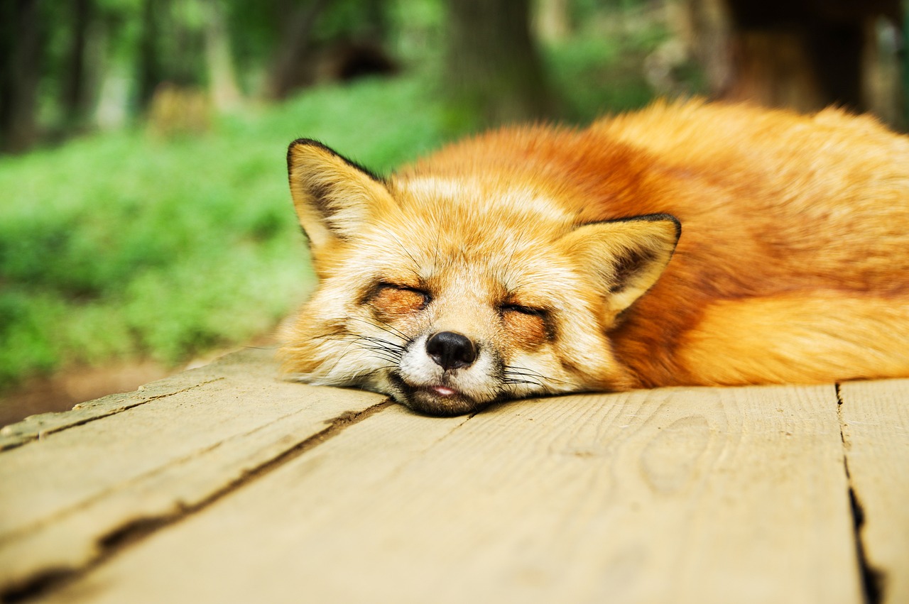 A sleeping fox on the wooden floor with its tongue out