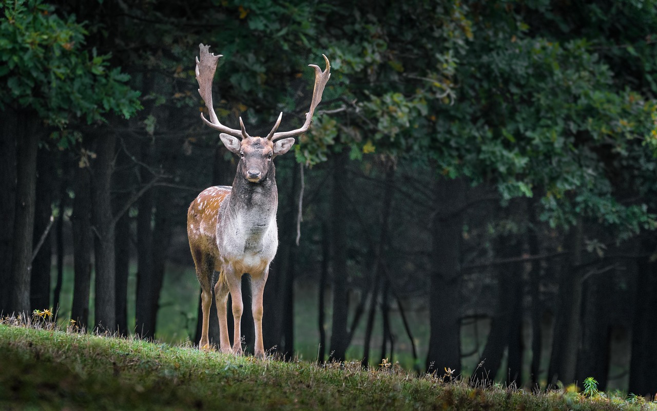A fallow deer among woodlands
