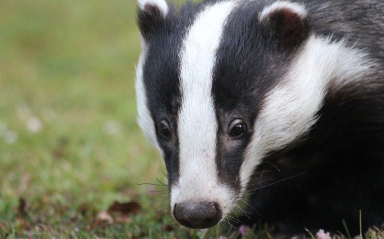 A close up of a badger
