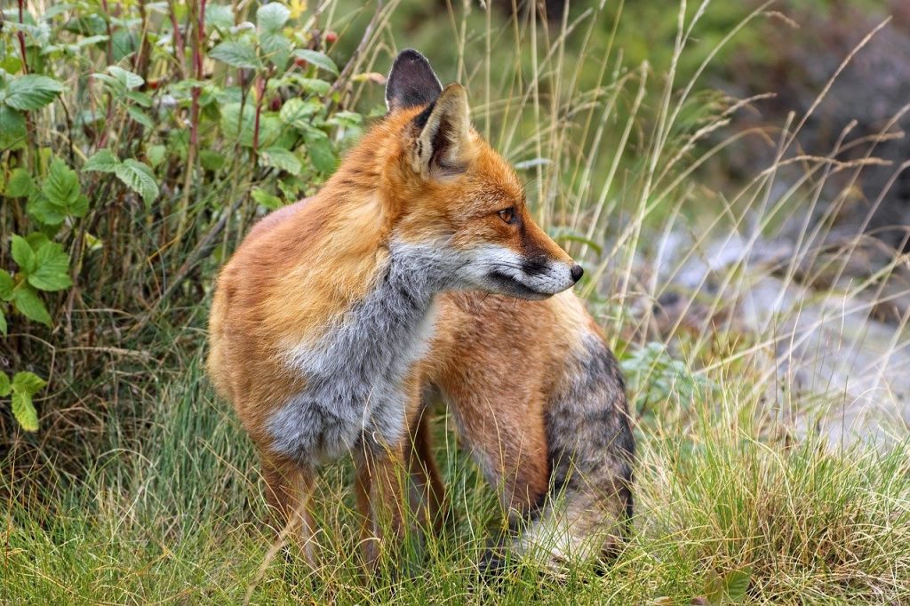 A red fox looking to its right