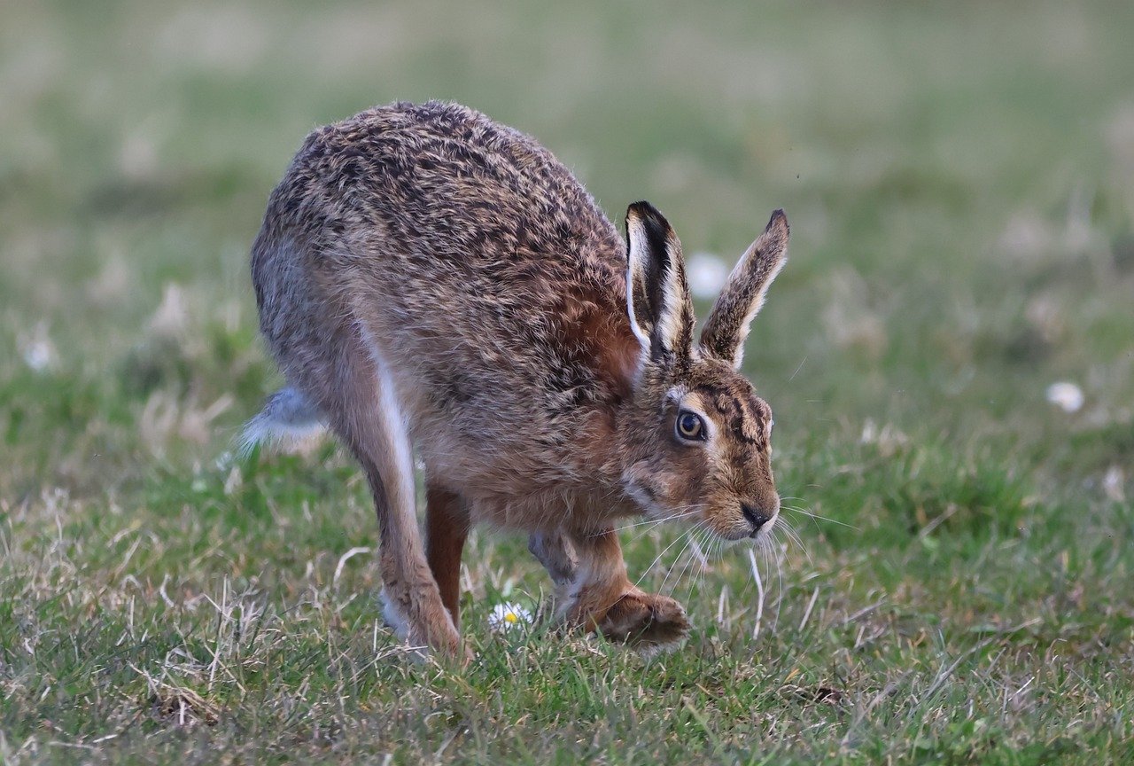 A hare mid movement in the grass