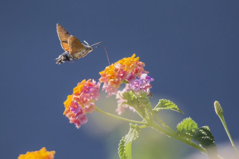 A hummingbird hawkmoth flying just above some orange, pink and green flowers