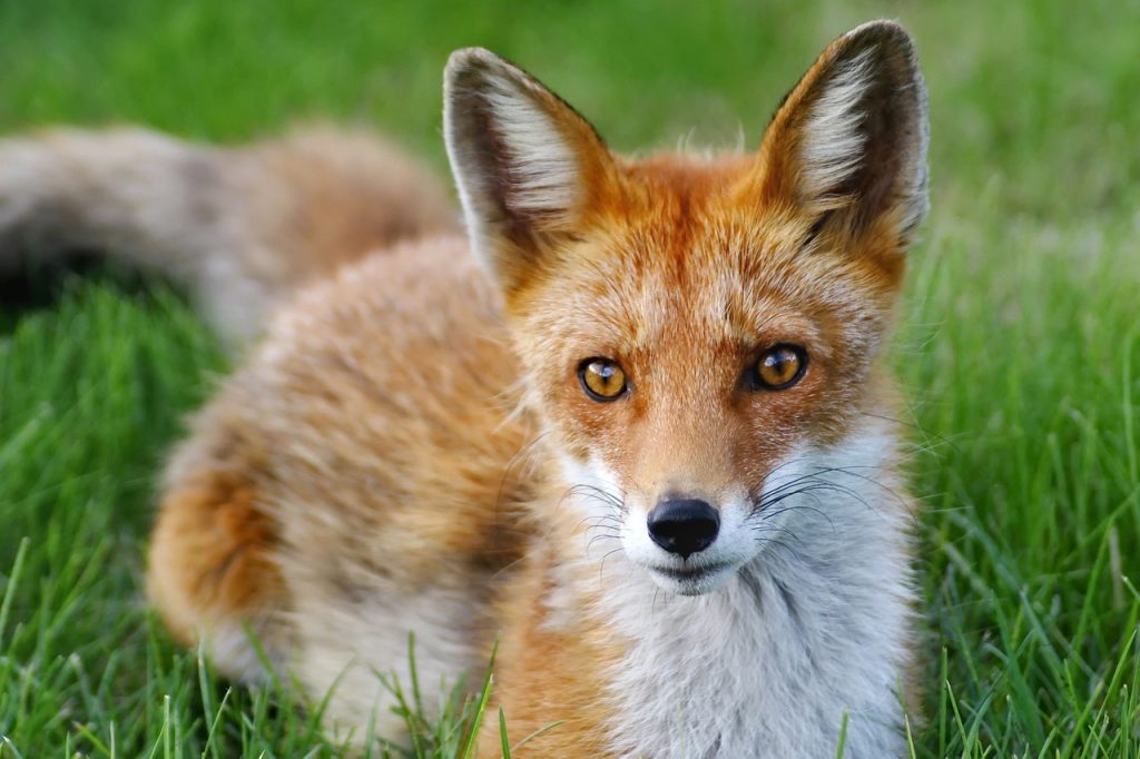 A bright orange fox sat very close to the screen