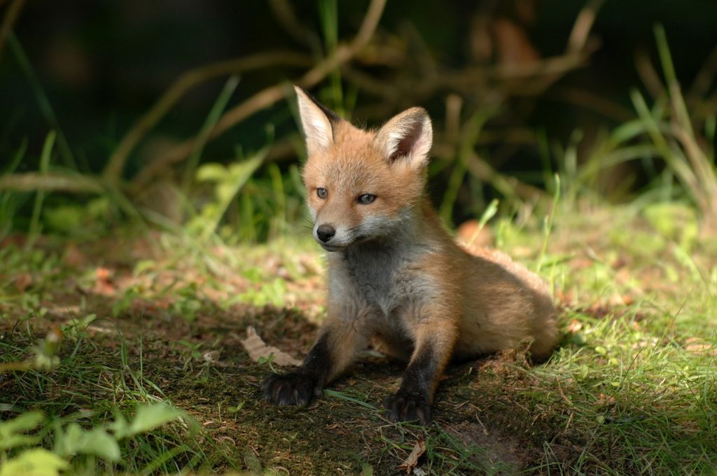 A fox cub sitting half in the shade and half in the sunlight