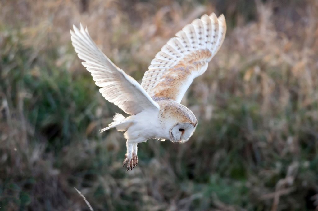 A barn owl in mid-flight