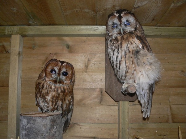 Owls