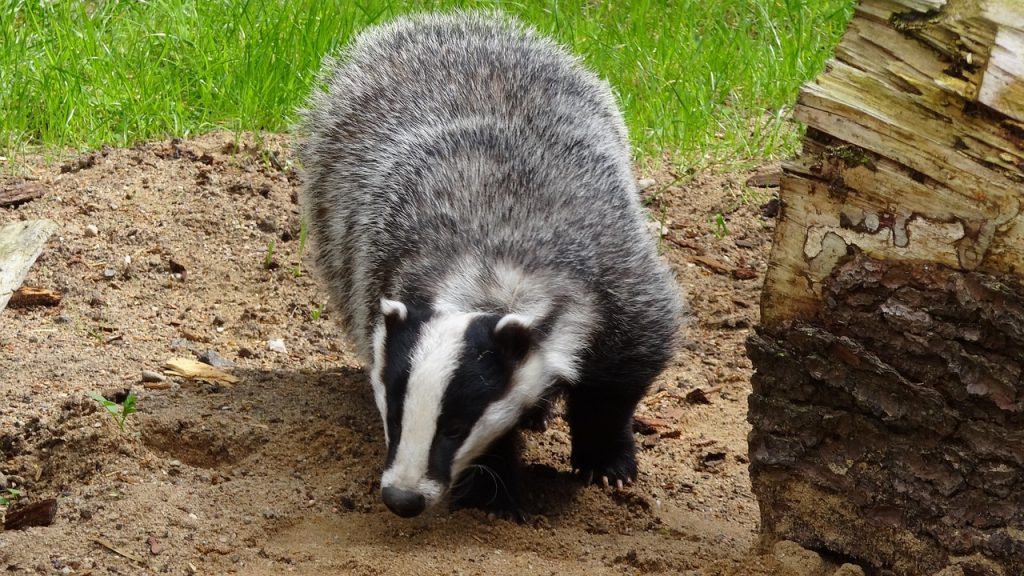 badger, animal, badgers-44210.jpg