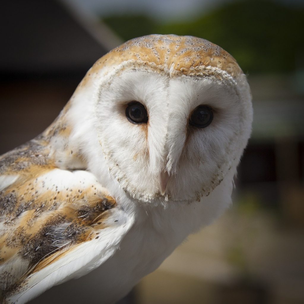 A barn owl looking inquisitively at the screen