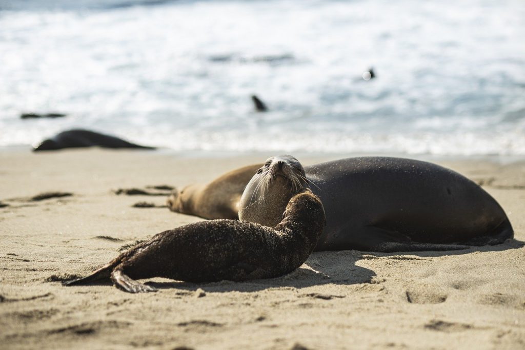 beach, seal, marine-7730209.jpg