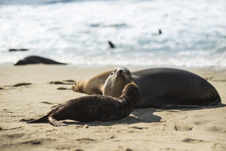 beach, seal, marine-7730209.jpg