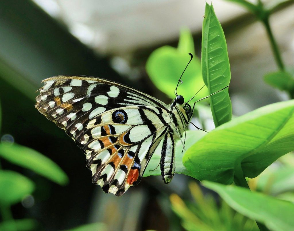 butterfly, insect, pollination-7954767.jpg