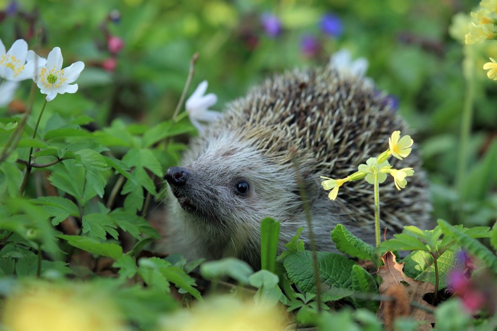 hedgehog, nature, animal-548335.jpg