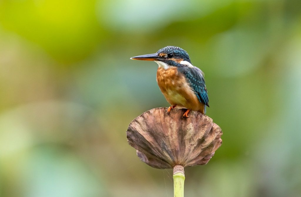 A kingfisher resting on a flower
