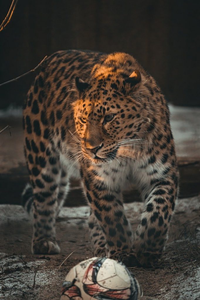 leopard, amur leopard, predator-7767845.jpg
