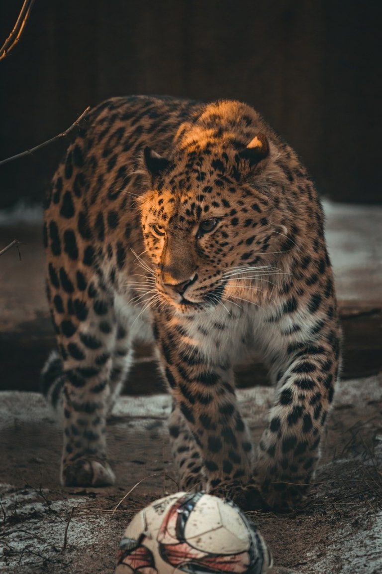 leopard, amur leopard, predator-7767845.jpg