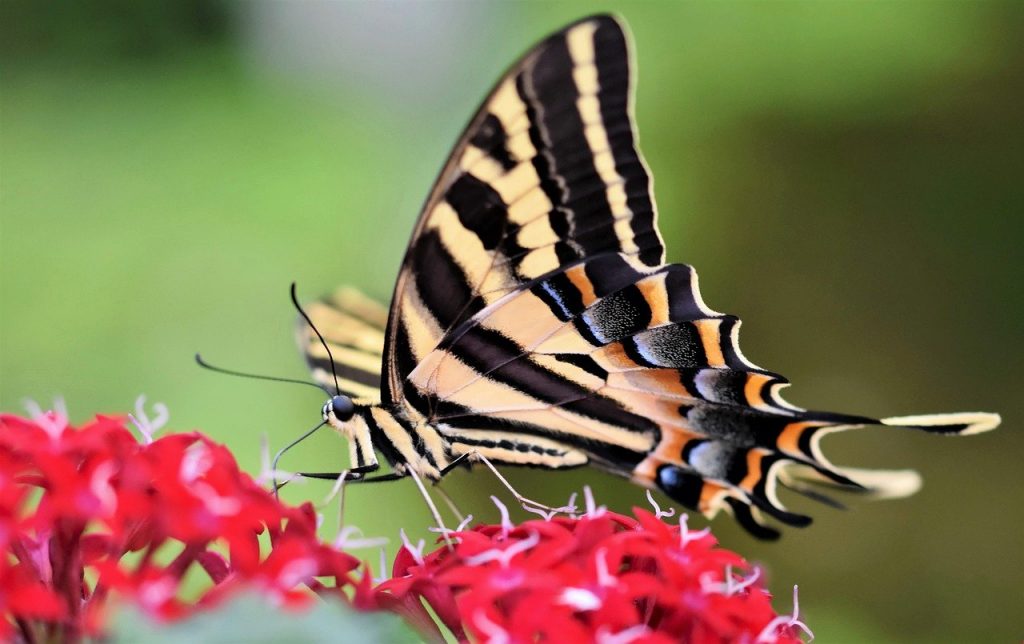 swallowtail butterfly, butterfly, flower wallpaper-7960262.jpg