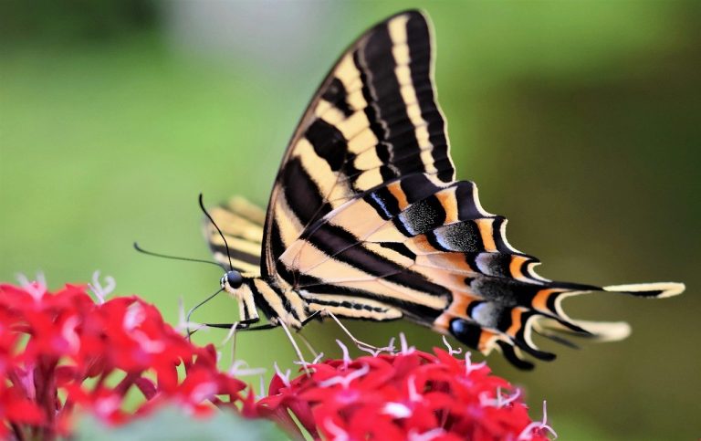 swallowtail butterfly, butterfly, flower wallpaper-7960262.jpg