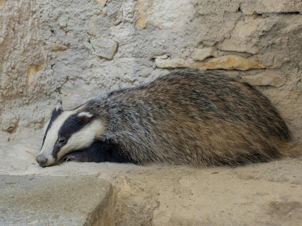 A European badger resting peacefully against a stone wall outdoors, showcasing its natural habitat.