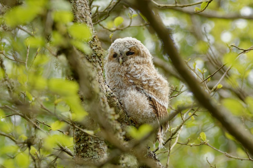 Close-up of a tawny owl chick blending into leafy branches. Perfect for wildlife photography enthusiasts.