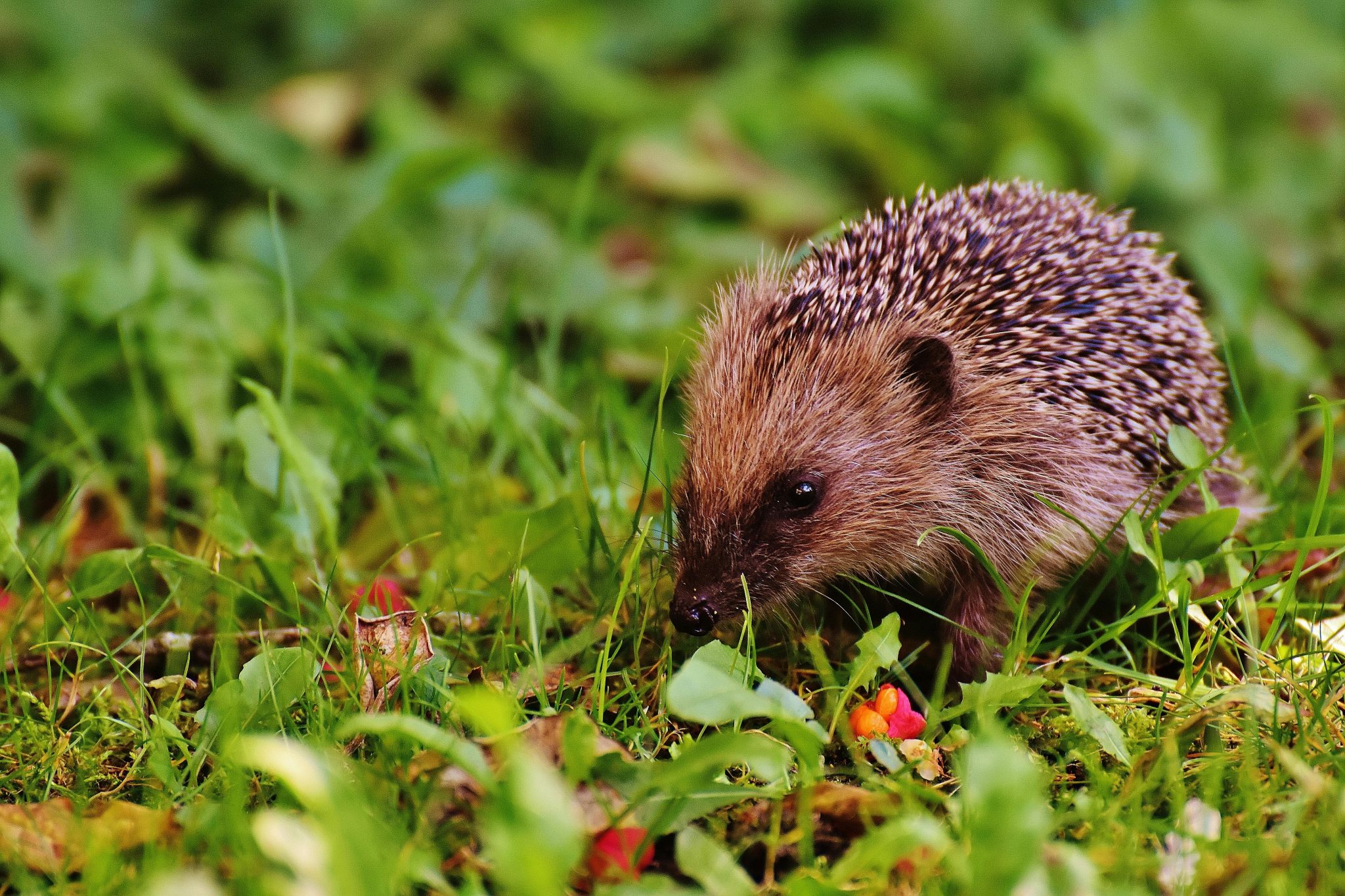 Close-up of a cute hedgehog exploring lush grass outdoors. Perfect for wildlife enthusiasts.